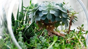 Read more about the article Welpe stubenrein: Der Plan in vier Schritten