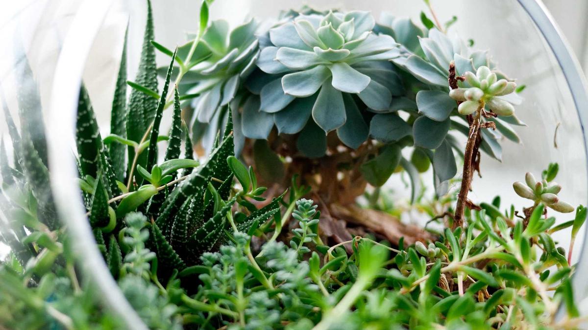 Read more about the article Welpe stubenrein: Der Plan in vier Schritten