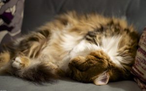 Read more about the article Warum Katzen kratzen und wie ein Kratzbaum hilft