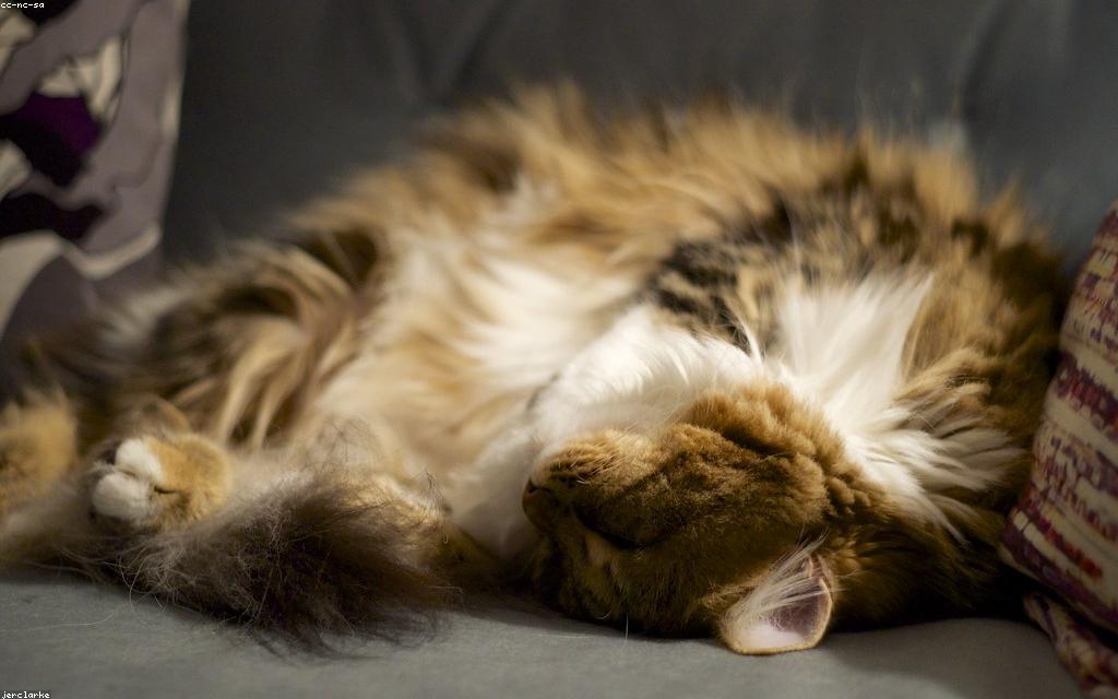 Read more about the article Warum Katzen kratzen und wie ein Kratzbaum hilft